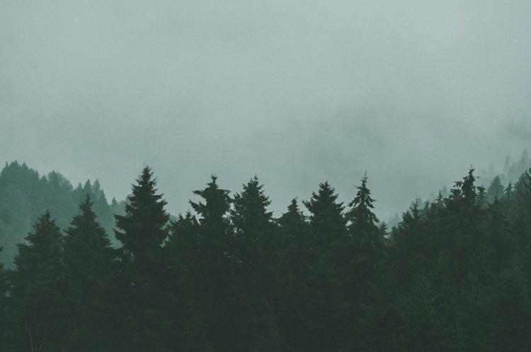 Woodsy - The Roosevelts Candle Co.